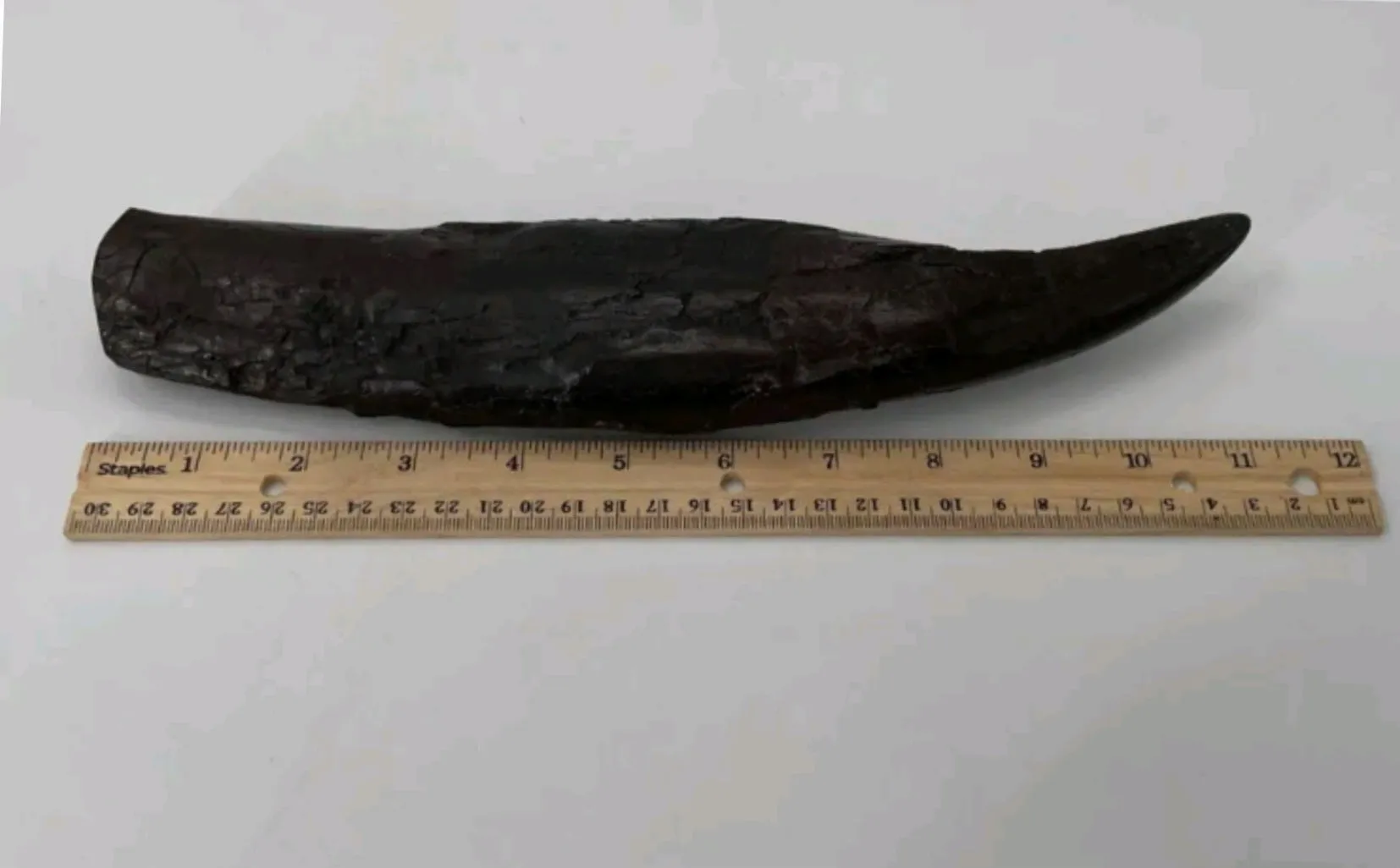 T.rex : Sue the T.rex Tooth Cast Replica
