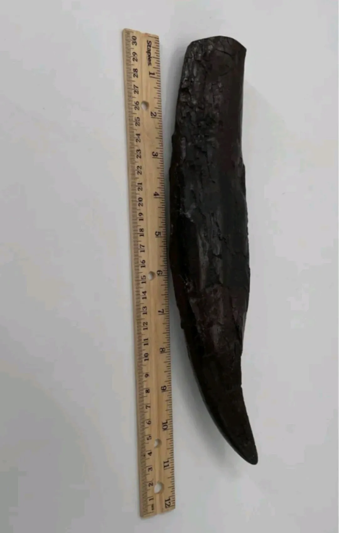 T.rex : Sue the T.rex Tooth Cast Replica
