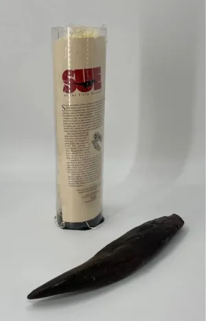 T.rex : Sue the T.rex Tooth Cast Replica