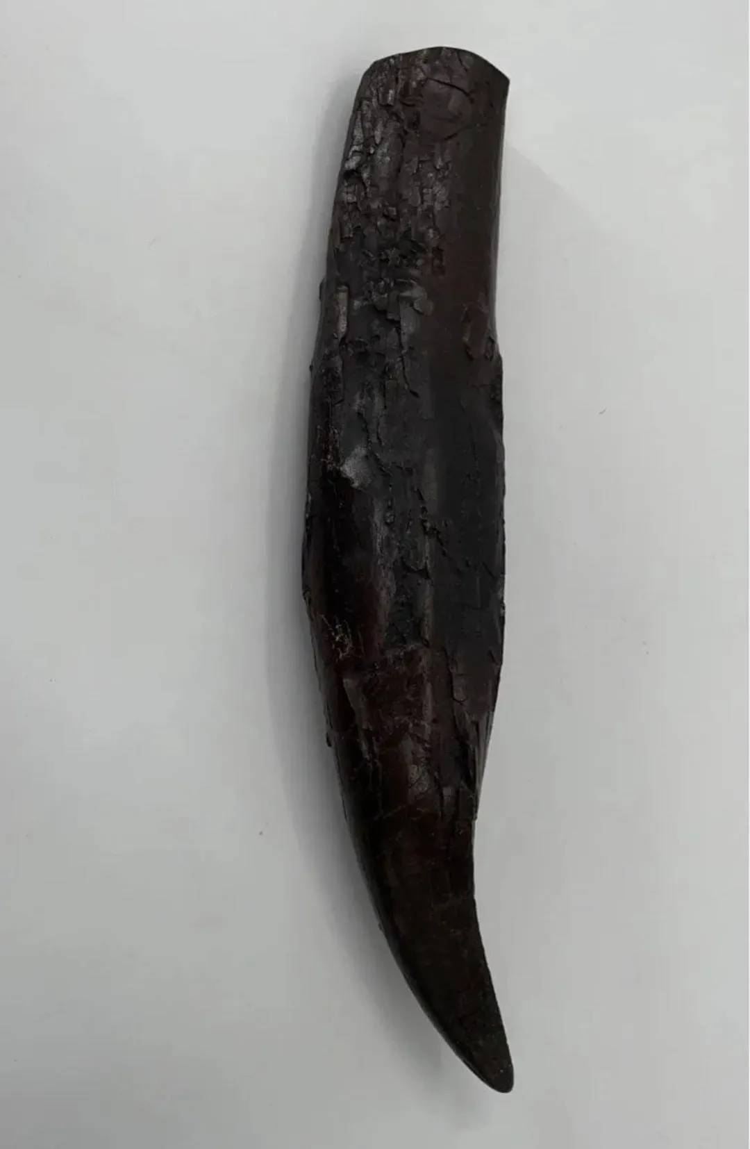 T.rex : Sue the T.rex Tooth Cast Replica