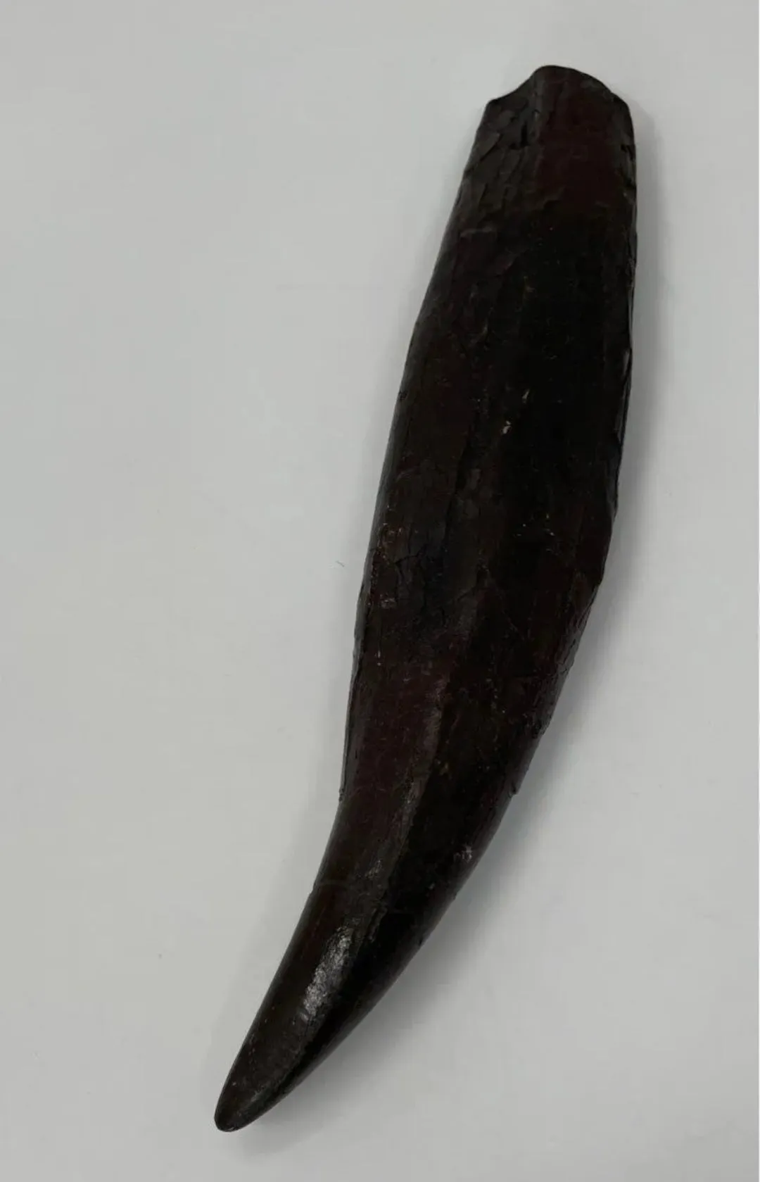 T.rex : Sue the T.rex Tooth Cast Replica