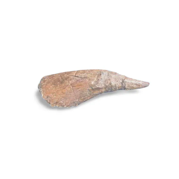 Triceratops Horn cast replica TMF T101