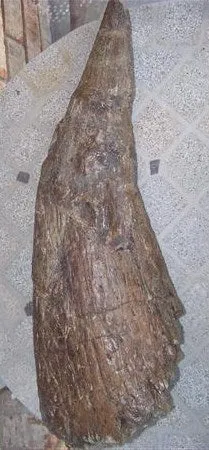 Triceratops Horn cast replica TMF T101