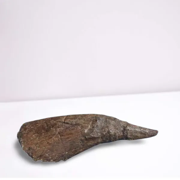 Triceratops Horn cast replica TMF T101