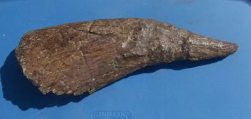 Triceratops Horn cast replica TMF T101