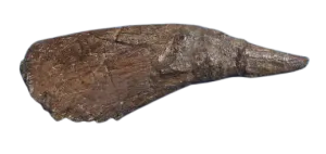 Triceratops Horn cast replica TMF T101
